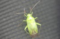 Lygocoris pabulinus
