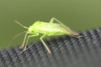 Lygocoris pabulinus
