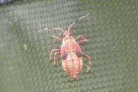 Deraeocoris olivaceus