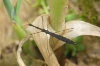 Hydrometra stagnorum