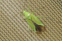Calocoris affinis