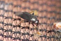 Chlamydatus pullus