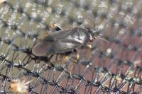 Chlamydatus pullus