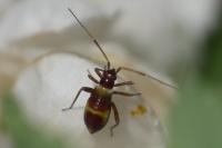 Closterotomus fulvomaculatus