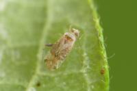 Compsidolon salicellum