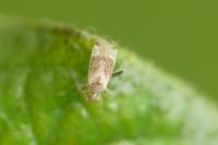 Compsidolon salicellum
