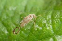 Compsidolon salicellum