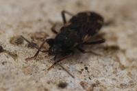 Eremocoris podagricus