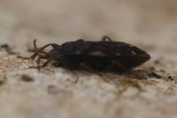 Eremocoris podagricus