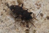 Eremocoris podagricus