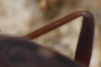 Eremocoris podagricus