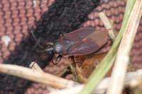 Gastrodes grossipes grossipes