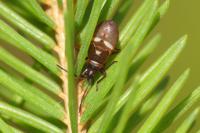 Gastrodes grossipes grossipes