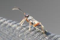 Globiceps fulvicollis