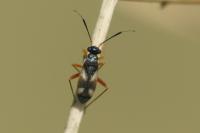 Globiceps fulvicollis