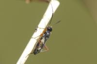 Globiceps fulvicollis