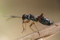 Globiceps fulvicollis