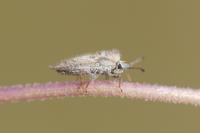 Lasiacantha capucina capucina