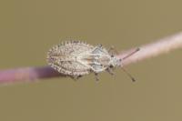 Lasiacantha capucina capucina