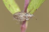Lasiacantha capucina capucina