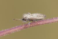 Lasiacantha capucina capucina