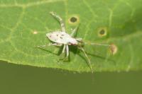 Phytocoris tiliae
