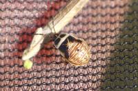 Platyplax salviae