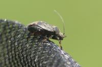 Polymerus nigrita