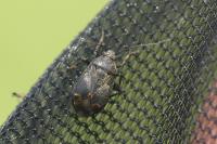 Polymerus nigrita