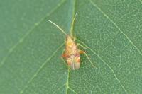 Pseudoloxops coccineus