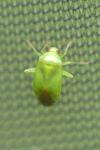 Apolygus spinolae