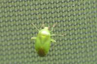 Apolygus spinolae