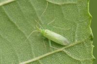 Blepharidopterus diaphanus