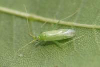 Blepharidopterus diaphanus