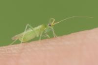 Blepharidopterus diaphanus