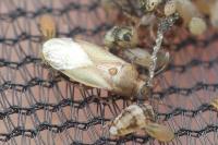 Cymus claviculus