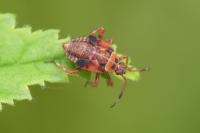 Deraeocoris olivaceus