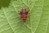 Deraeocoris olivaceus