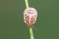 Dyroderes umbraculatus