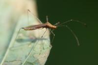 Metatropis rufescens