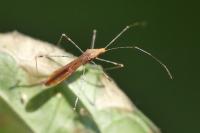 Metatropis rufescens