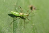 Metatropis rufescens