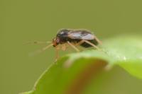 Monalocoris filicis