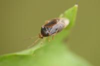 Monalocoris filicis