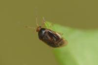 Monalocoris filicis