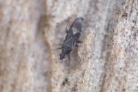 Dufouriellus ater