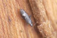 Dufouriellus ater