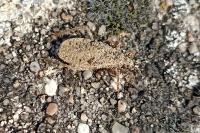 Reduvius personatus