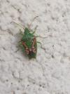 Cyphostethus tristriatus