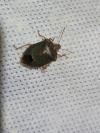 Palomena prasina